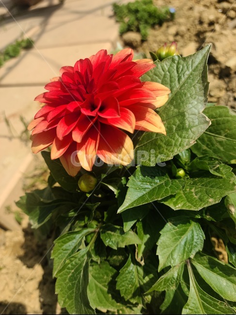 dahlia,plant,식물,flower,꽃,달리아