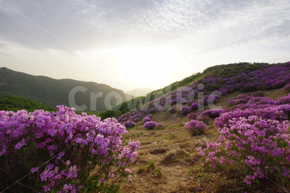 풍경,산,황매산,철쭉,등산,자연,풍경,nature,landscape,식물,plants,꽃,flower,plant,outdoors,옥외,slope,경사