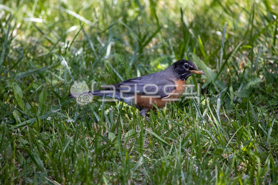 동물,새,지빠귀,미국지빠귀,bird,animal,조류