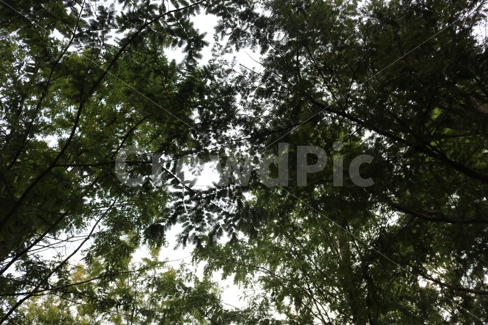 자연,힐링,감성,여름,그늘,자연,풍경,nature,landscape,tree,나무,plant,식물