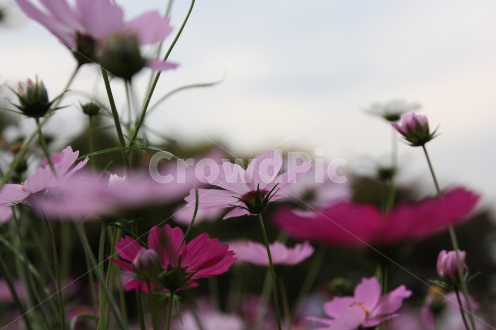 가을,코스모스,꽃봉우리,꽃,cosmos,flower,autumn