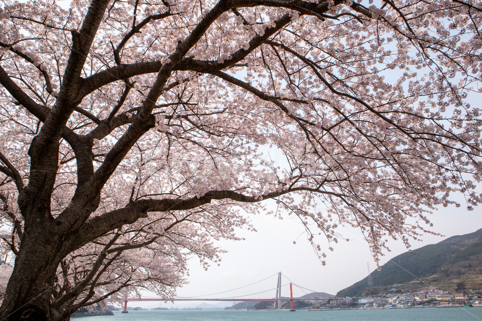 벚꽃,남해,남해대교,설천,핑크,꽃,봄,봄,계절,spring,season,식물,자연,plants,nature,꽃,flower,plant