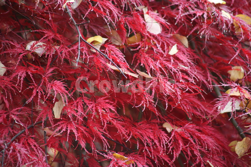 공작단풍,세열단풍나무,단풍,단풍나무,엽록소,가을,redleaves,가을,계절,fall,autumn,season,식물,자연,plants,nature,leaf,잎,plant,tree,나무,maple