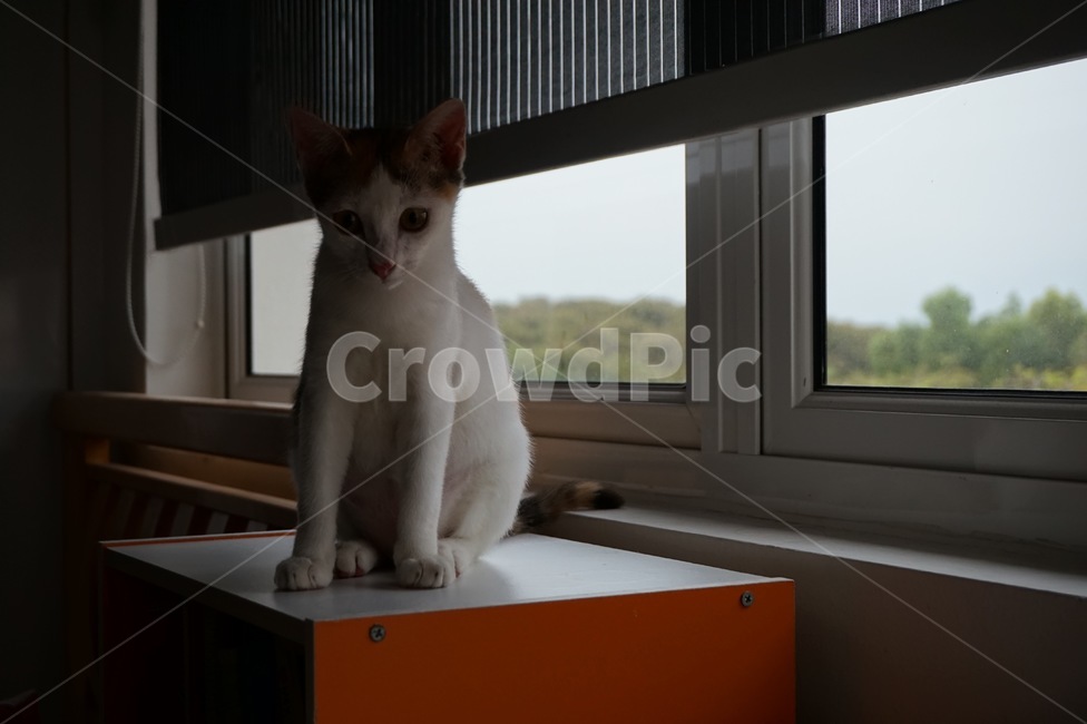penang,sky,cat,window,malaysia