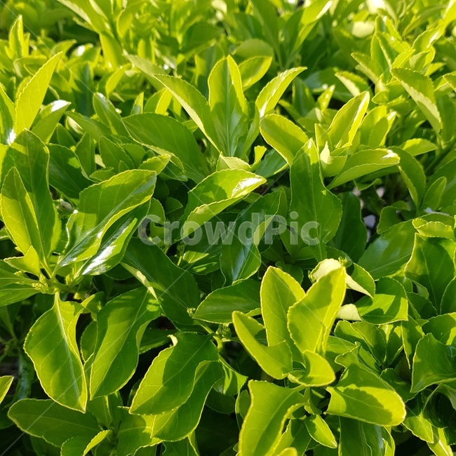 식물,잎,풀,green,화단