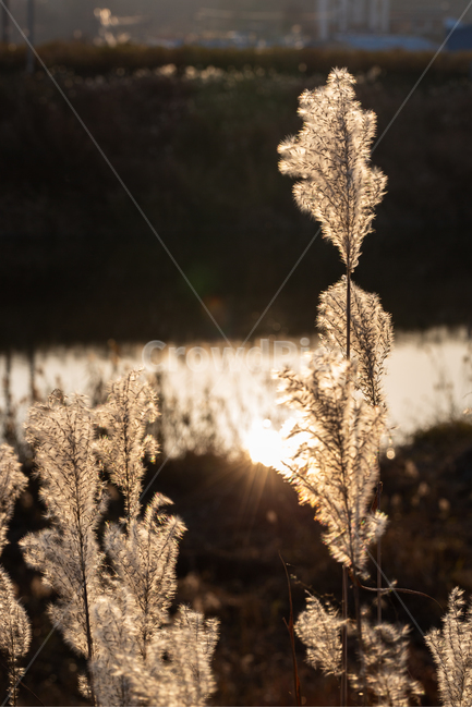 자연,풍경,가을,저녁,석양,억새,가을,계절,fall,autumn,season,grass,잔디,plant,식물,lawn,reed,갈대