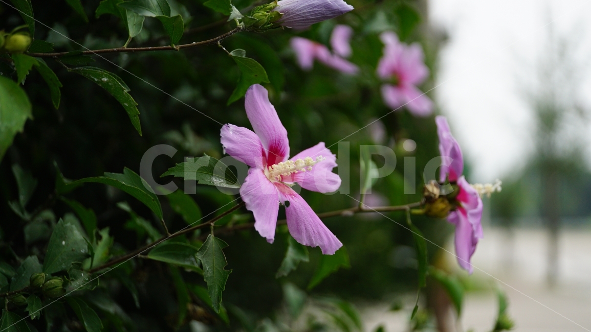 무궁화,꽃,식물,플라워,자연,flower,nature,여름,7월,summer,국화,한국,korea,풍경,landscape,꽃사진,plants,식물,자연,plants,nature,꽃,flower