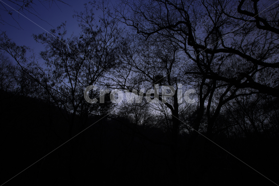 nature,자연,outdoors,옥외,forest