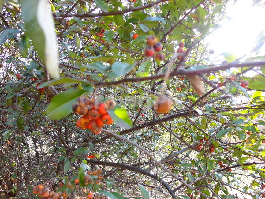 plant,식물,fruit,열매,씨앗,빨간색,red