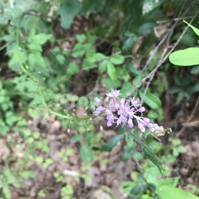 무릇,물구,물구지,물굿,JapaneseJacinth,백합과,여러해살이풀,작은꽃,야생화,구황식물,식용,식물,꽃,Flower,식물,자연,plants,nature,꽃,flower