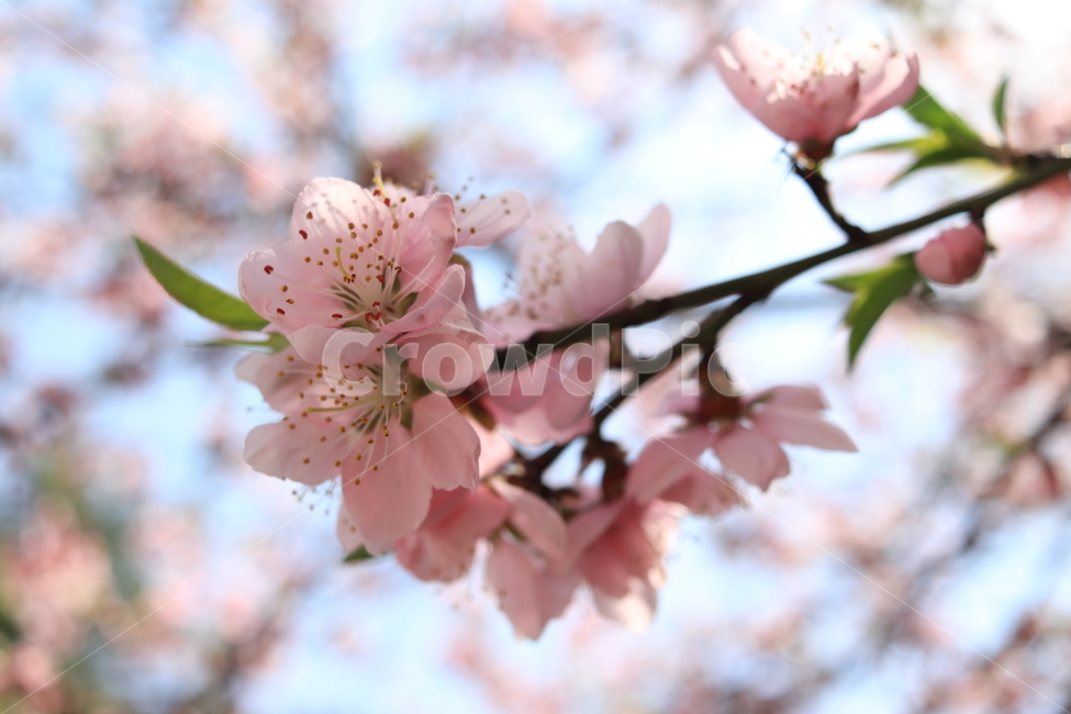 벚꽃,blossom,flower,cherryblossom,봄꽃