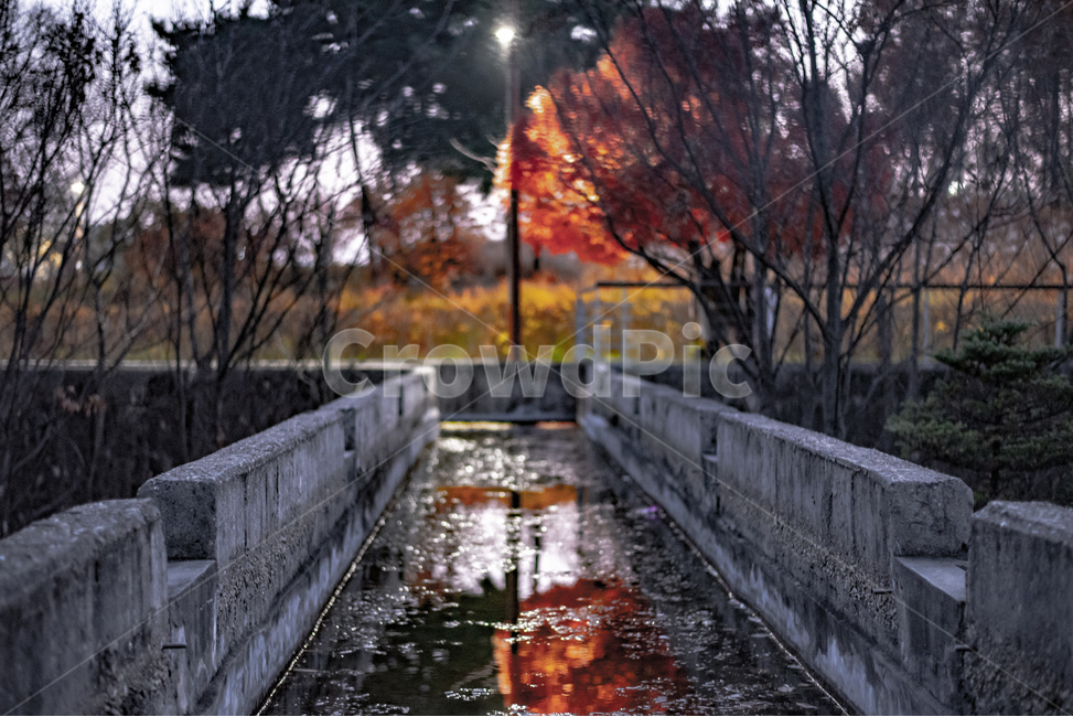 ditch,도랑,색감,필름,감성사진,가을,단풍,반영,fall,maple,film