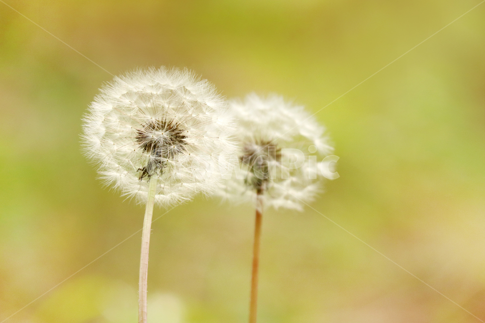 plant,식물,flower,꽃,blossom,민들레,자연,landscape,감성사진,힐링