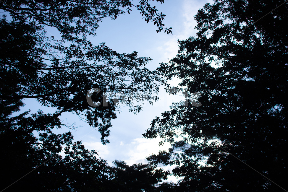 하늘,숲,산,풍경,나무,그림자,자연,풍경,nature,landscape,silhouette,실루엣,tree,plant,식물