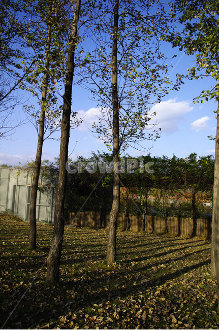 autumn,가을,나무,단풍,식물,가을,계절,fall,autumn,season,자연,풍경,nature,landscape,tree,plant,outdoors,옥외,tree trunk,나무 줄기