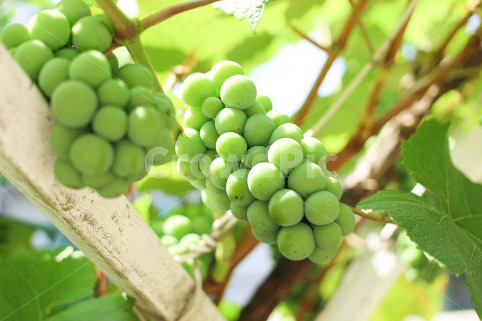 포도,포도나무,산책,여름,햇빛,grape,summer,동네산책,상큼한,과일,열매,fruit