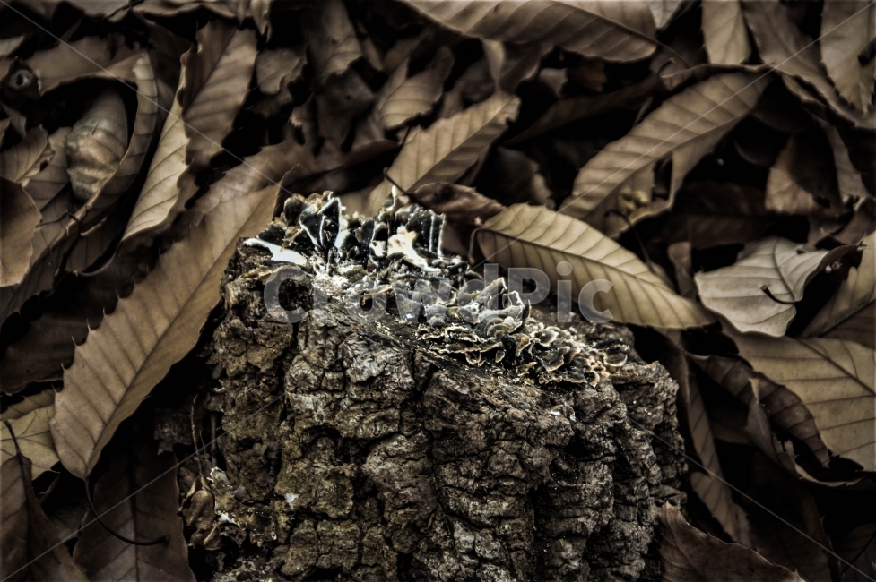 자연,산,낙엽,가을,겨울,분위기,대구,와룡산,감성,식물,자연,plants,nature