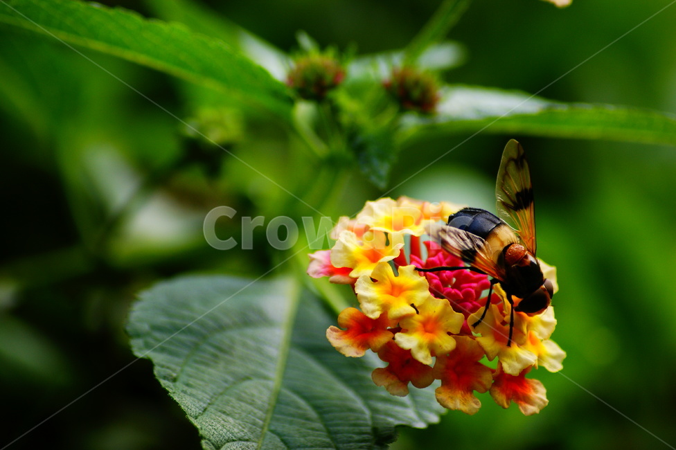 bee,벌,곤충,insect,honeybee,꿀벌,꽃,식물,식물,자연,plants,nature,꽃,flower,동물,animal,곤충,벌레,insect,bug