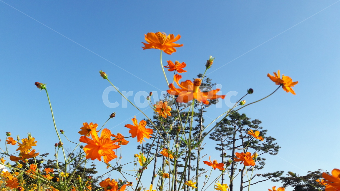 꽃,가을,하늘,아름다움,자연,가을,계절,fall,autumn,season,식물,자연,plants,nature,꽃,flower,plant,leaf,잎