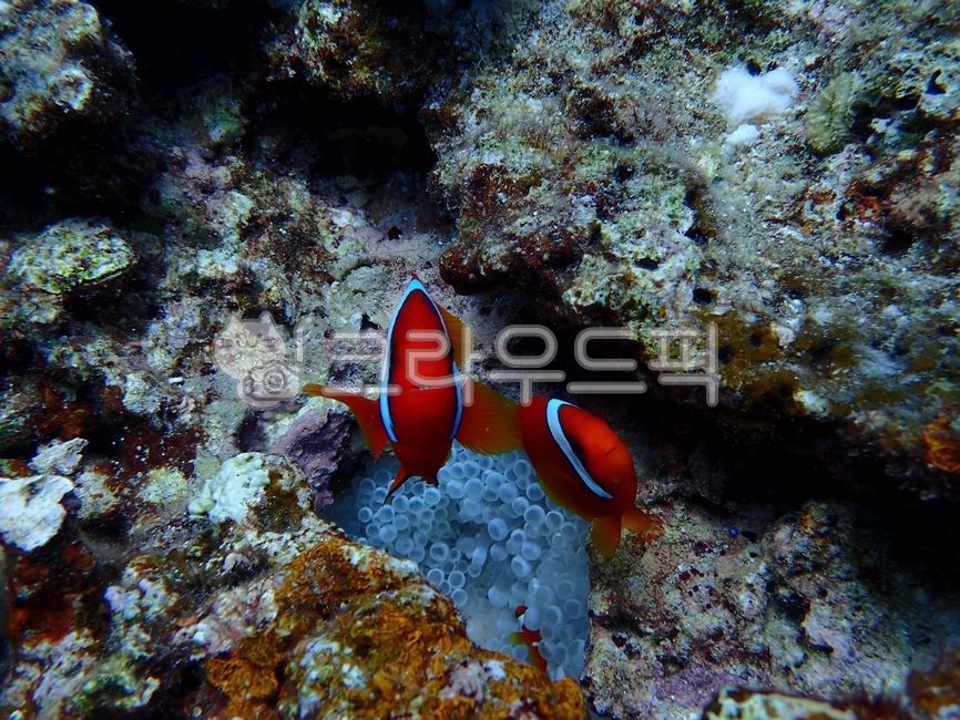 물고기,fish,니모,니모가족,말미잘,수중생물,해양생물,water,대양,ocean,바다,sea,nature,자연