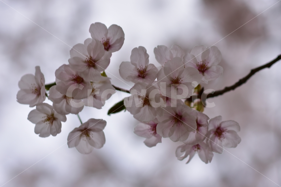 봄,꽃,봄꽃,벚꽃,흐린,포커싱,감성,풍경,꽃송이,나무,식물,자연,plants,nature,봄,계절,spring,season,꽃,flower,plant,blossom