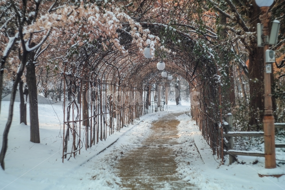 겨울,눈,눈오는날,자연,풍경,캐논80d,겨울,계절,winter,season
