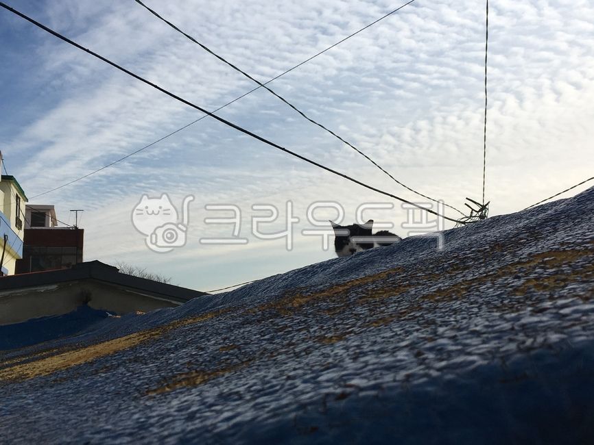 roadside,stray cat,cat,encounter,wall