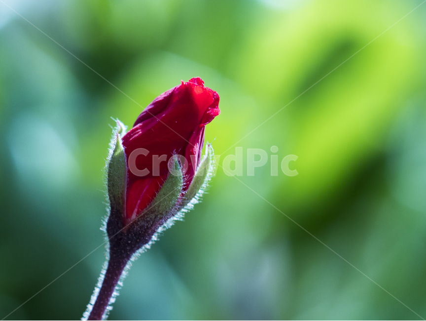 꽃,작은꽃,귀여운꽃,작고귀여운꽃,꽃봉우리,식물,자연,plants,nature,꽃,flower