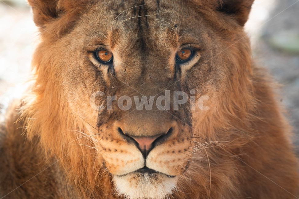 lion,야생생물,사자,animal,mammal,동물,포유류,wildlife,동물원,zoo,동물,animal,포유류,mammal