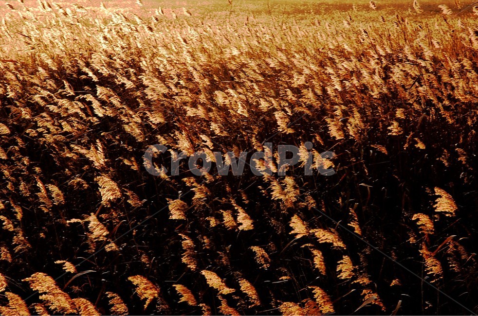갈대,가을,가을날,바람,갈대숲,생태숲,바람부는,저녁,황혼,plant,lawn