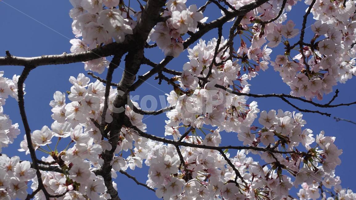봄,벚꽃,꽃,꽃송이,blossom,flower,cherryblossom,pink,핑크,분홍,봄꽃