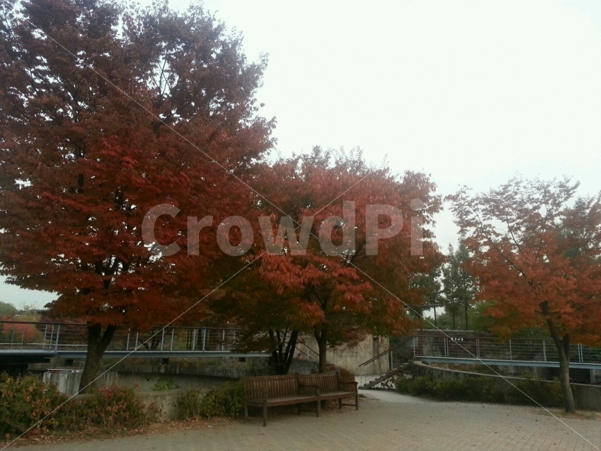 가을,선유도,단풍,빨강,낙엽,가을,계절,fall,autumn,season,자연,풍경,nature,landscape,furniture,가구,bench,벤치,tree,나무,plant,식물,maple
