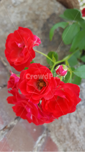봄,식물,꽃,근접,flower