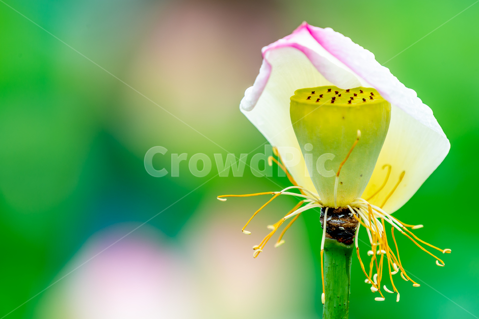 여름,연꽃,연밥,7월,물방울,식물,자연,plants,nature,꽃,flower