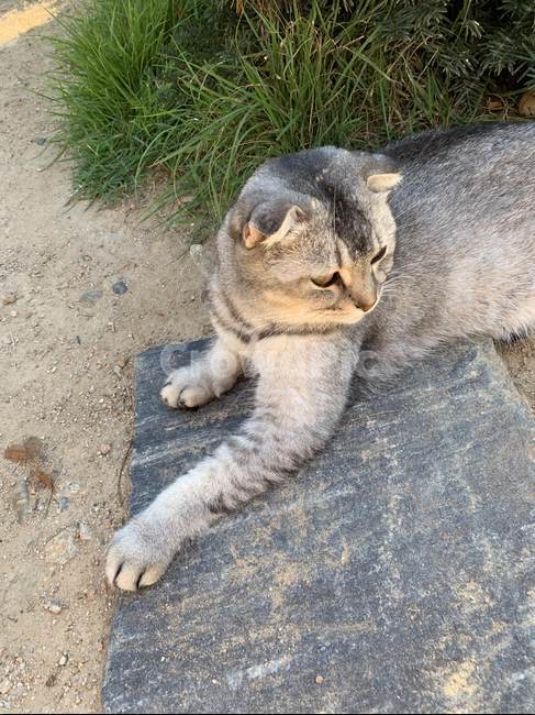 고양이,동물,귀여운,cat,animal,cute,pet,mammal,포유류,동물,animal,포유류,mammal,고양이,cat,kitten,kitty