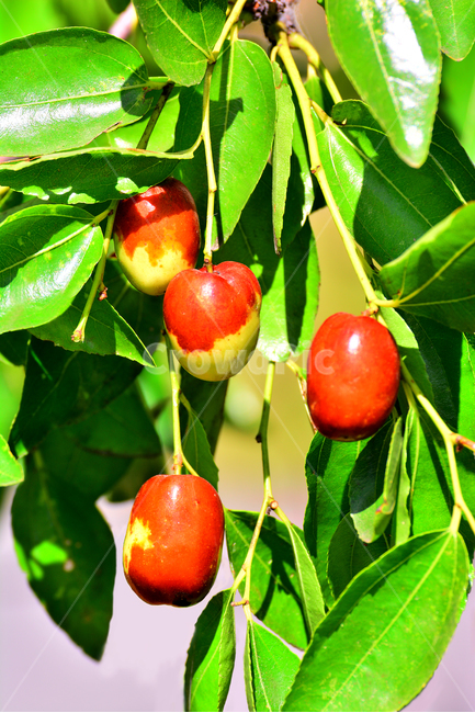 대추,대추나무,건강식품,대추차,jujube,달콤한,맛,과일,가을열매,가을이미지,나무열매,fruit,food,asian,동양적,한국적,한약재료,잘익은,주렁주렁,풍년,식물,자연,plants,nature,음식,식재료,요리,food,cook,meal,dishes,food reserves,과일,열매,fruit