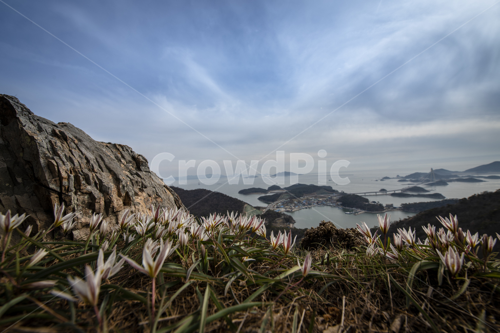 산자고,꽃,야생화,식물,자연,꽃술,잎,흰색,분홍,바위,돌,봄,봄꽃,나무,낙엽,여러송이,군락,아름다운,무더기,백합과,여러해살이플,초록,하늘,풍경,파란하늘,구름,섬,바다,자연,풍경,nature,landscape,식물,plants,꽃,flower,land,땅,outdoors,옥외,promontory,곶