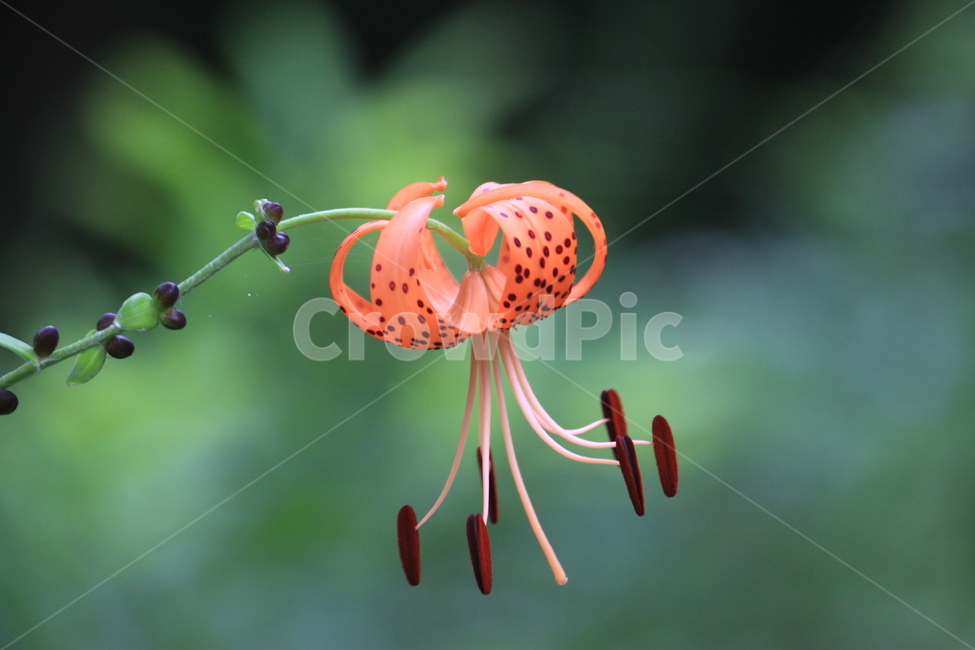참나리,주황색꽃,나리꽃,여름,야생화,lily,orangelily,주황색백합,plant,식물,blossom,flower,꽃,식물,자연,plants,nature,꽃,flower