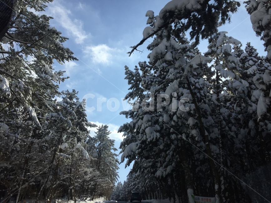 제주도,1100도로,겨울,눈,풍경,snow,겨울왕국,white,snowview