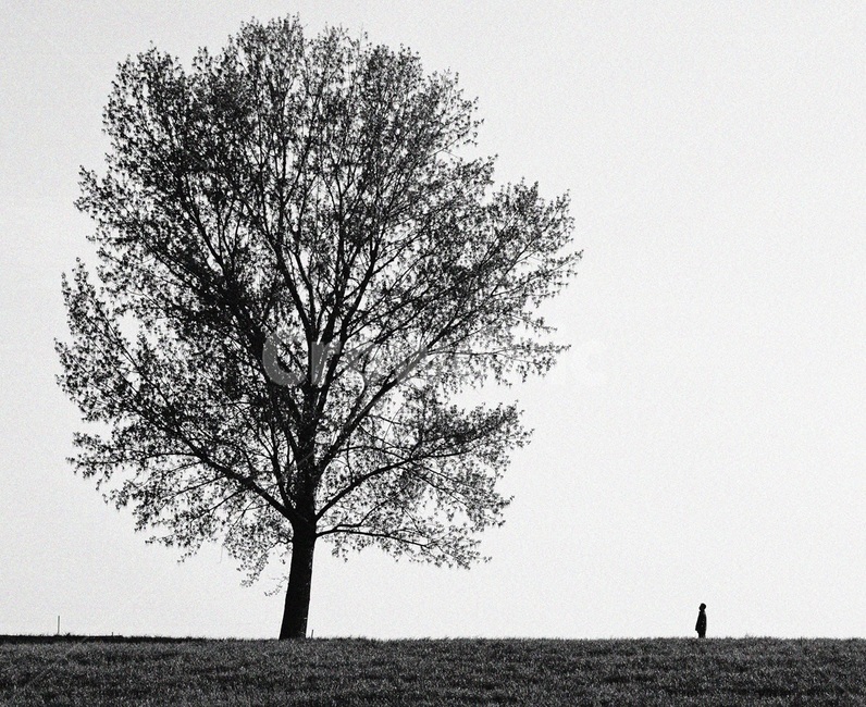 나무,풍경,landscape,식물,tree,식물,자연,plants,nature,나무,trees,wood,흑백,모노톤,monochrome,black and white