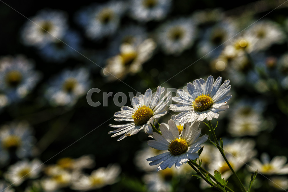 꽃,구절초,가을꽃,자연,식물,flower,siberianchrysanthemum,plants,가을,계절,fall,autumn,season,식물,자연,plants,nature,꽃,flower,plant,blossom,daisy,데이지,daisies