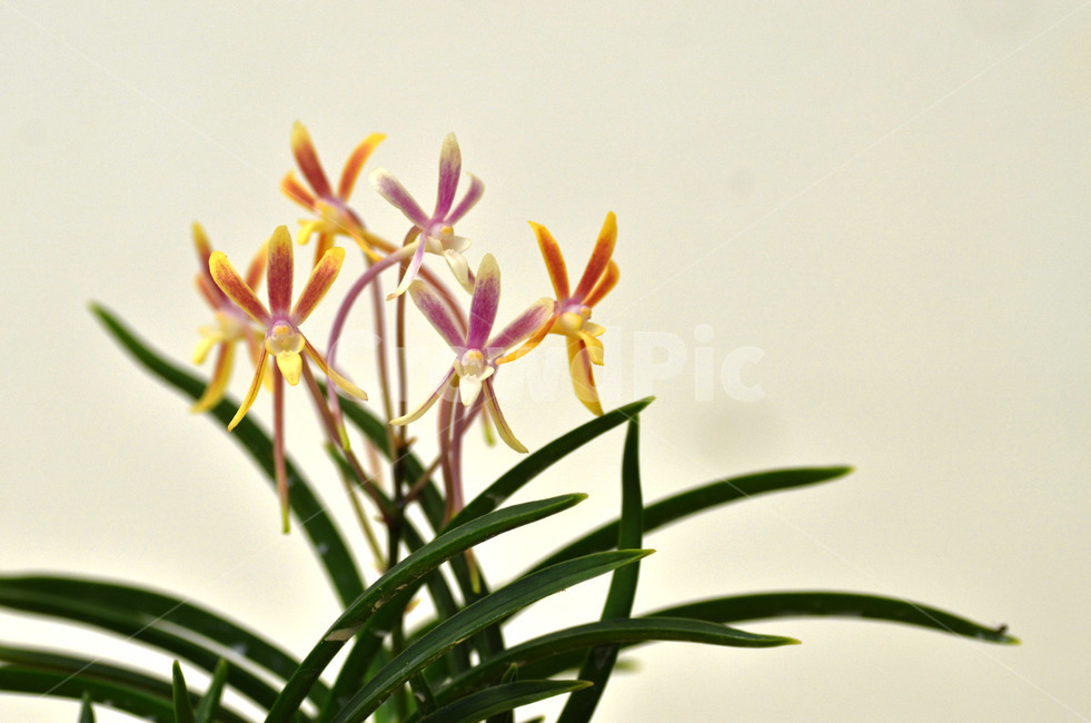 풍란,風蘭,난초,야생란,꽃,식물,자연,plants,nature,꽃,flower