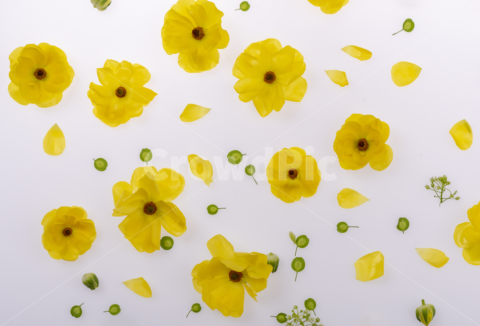 plant,식물,blossom,생화,꽃,배경,background,꽃배경,배경화면,꽃잎,노란꽃,flower,naturalflowers,floralleaf,petal,파란꽃잎,배경꽃