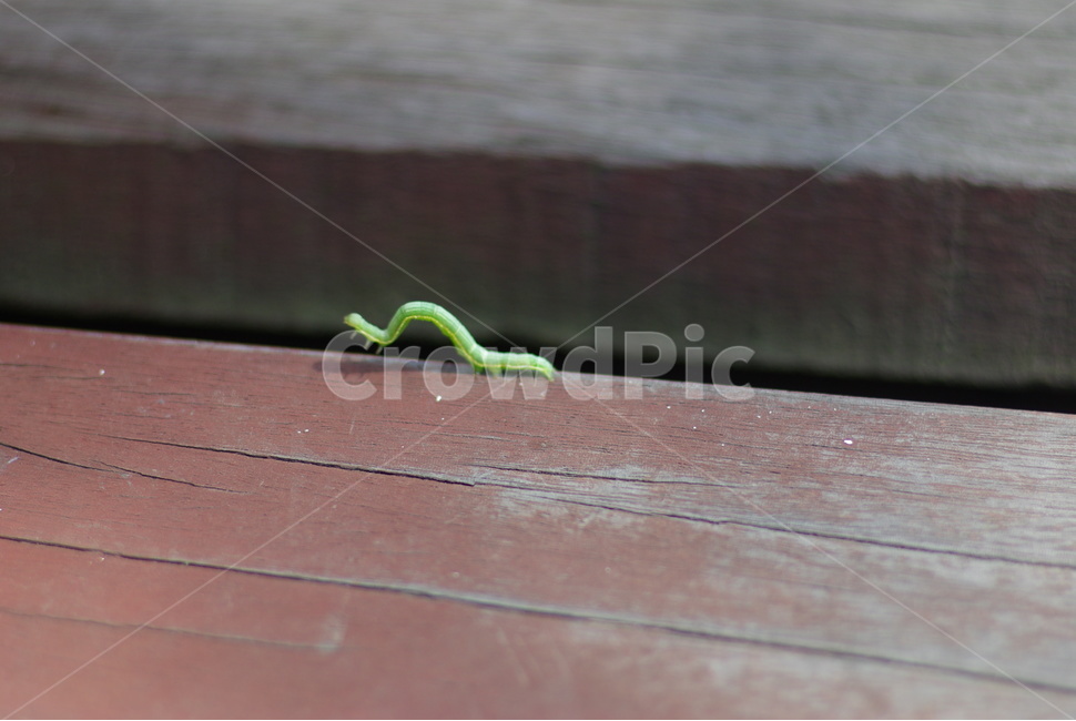 자벌레,measuringworm,곤충,insect,데크