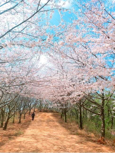 봄,벚꽃,벚꽃길,등산,산길
