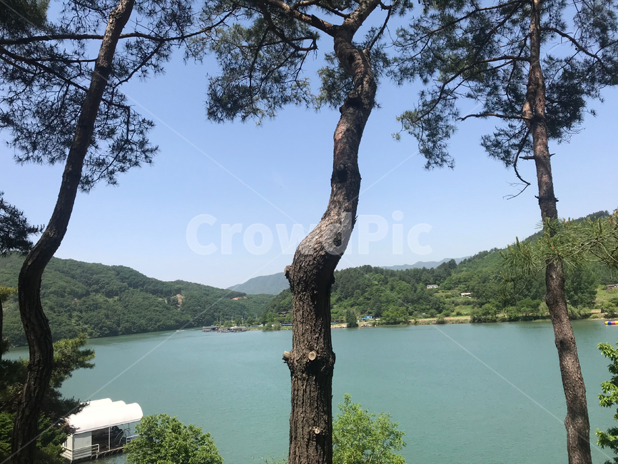 소나무,자연,강,하늘,나무,땅,푸름,숲,초록,파랑,햇빛,자연,풍경,nature,landscape,tree,plant,식물,tree trunk,나무 줄기