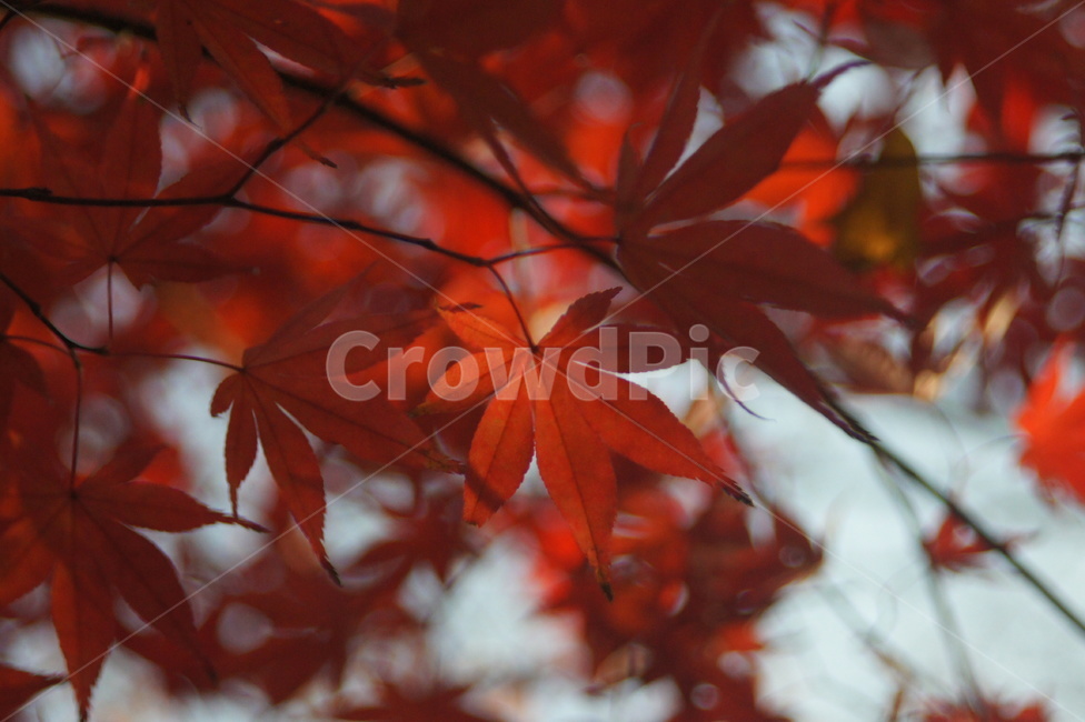 단풍,maple,잎,leaf,fall,autumn,가을,계절,fall,autumn,season,식물,자연,plants,nature,plant,tree,나무