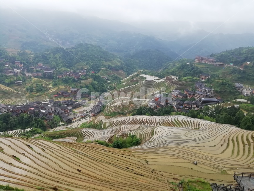 다락논,라이스필드,금갱대채,금불정,계림,용적제전,다랭이논,자연,풍경,nature,landscape,농업,농사,agriculture,farming,farming industry,scenery,outdoors,옥외,경치,aerial view,조감도