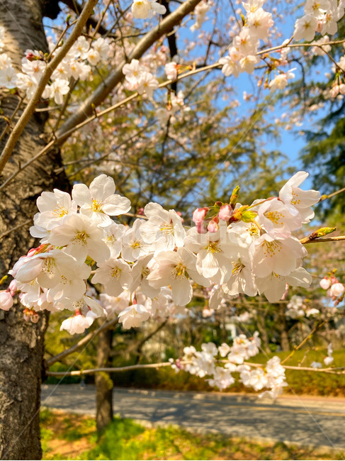벚꽃,꽃,봄꽃,plant,식물,flower,blossom,nature,자연,따뜻
