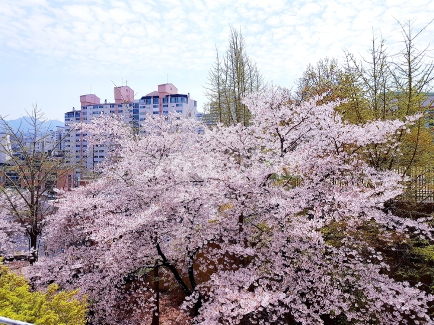 벚꽃,blossom,식물,plant,꽃,flower,식물,자연,plants,nature,꽃,flower